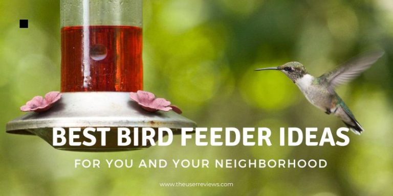best bird feeders in 2023